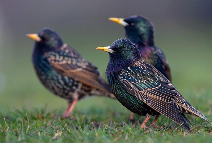 Sturnus vulgaris